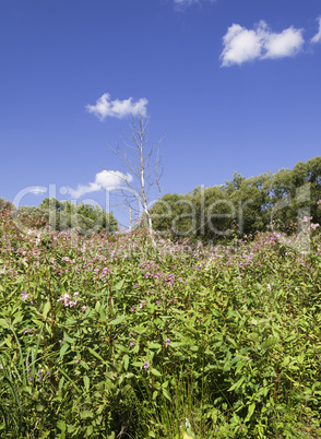 Impatiens Glanduliferia and Birch