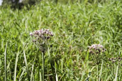 Spreewald Butomus Flower