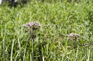 Spreewald Butomus Flower