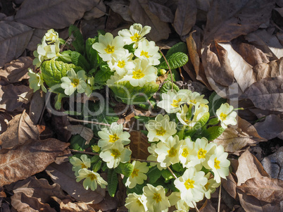 Primula flower