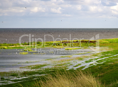 wadden sea