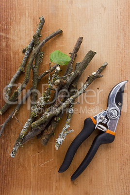 Cultivation of trees by trimming