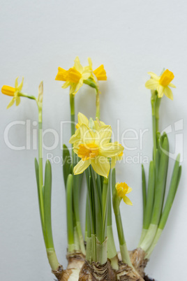 Young shoots of daffodils