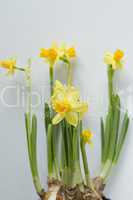 Young shoots of daffodils