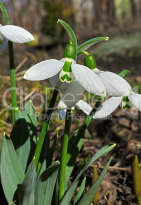 Snowdrop flowers