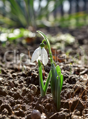 Snowdrop flowers