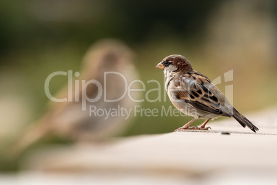 Young male sparrow (Passer domesticus