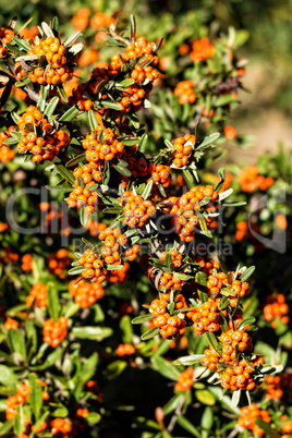 Scarlet firethorn ornamental plant