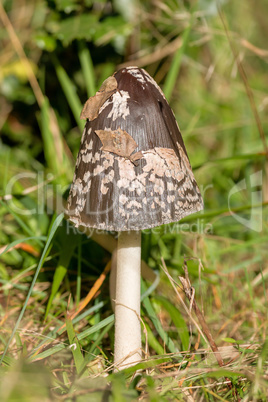 Shaggy ink cap (Coprinus comatus) mushroom in the grass
