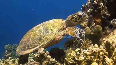 Turtle on a coral reef when eating