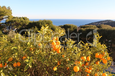 Orangenbaum mit Früchten mit Mittelmeerblick