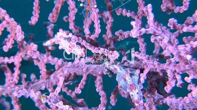 Pink Pygmy seahorse