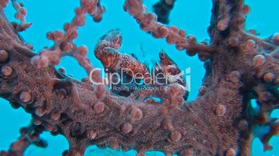 Porcelain crab in a gorgonian coral