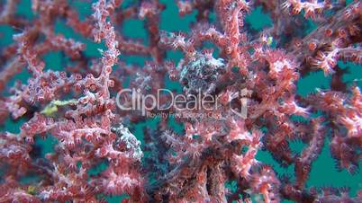 Two Pink Pygmy seahorses