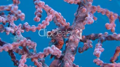 Porcelain crab with a Pygmy Seahorse in a gorgonian coral