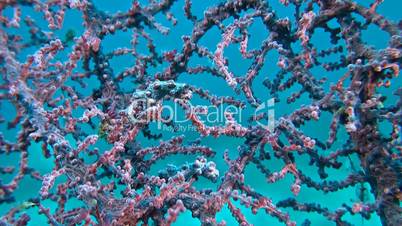 Two Pink Pygmy seahorses