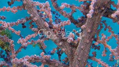 Porcelain crab in a gorgonian coral