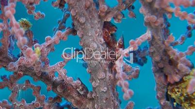 Two Porcelain crabs in a gorgonian coral