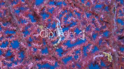 Pink Pygmy seahorse