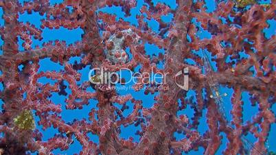 Pink Pygmy seahorse with porcelain crab and shrimps