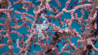 Pink Pygmy seahorse and shrimps