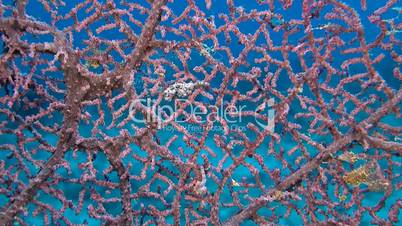 Two Pink Pygmy seahorses