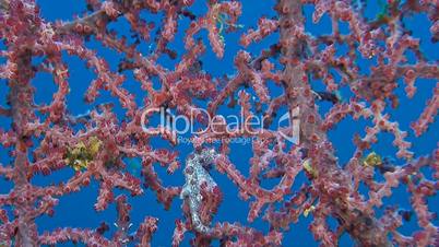 Two Pink Pygmy seahorses