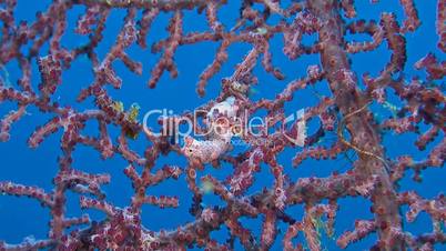 Two Pink Pygmy seahorses