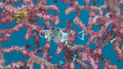 Pink Pygmy seahorse and shrimps