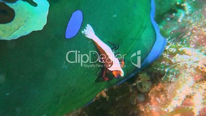Emperor shrimp on a Nudibranch