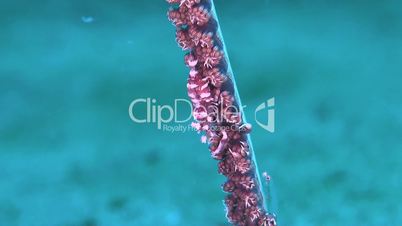 Whip Coral Shrimp with a Coral Goby