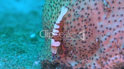 Emperor shrimp on a Sea Cucumber