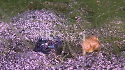 Hairy Frogfish with a Bobtail squid