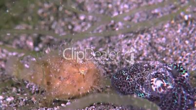 Hairy Frogfish with a Bobtail squid