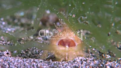 Hairy Frogfish with a Flatworm