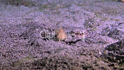 Hairy Frogfish on sandy bottom