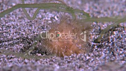Hairy Frogfish with a Flatworm