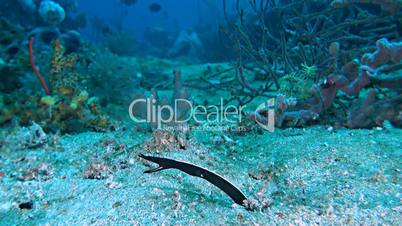 Ribbon eel in the sandy bottom