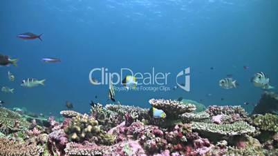 Colorful coral reef in Philippines