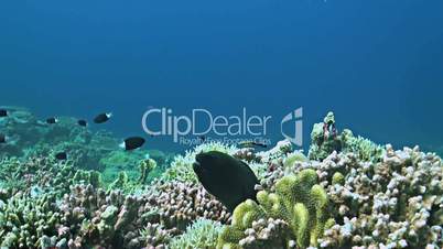 Coral reef with a Moray eel and plenty fish