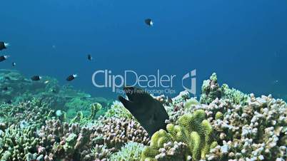 Coral reef with a Moray eel and plenty fish