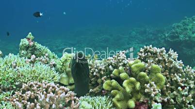 Moray eel on a colorful coral reef