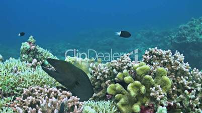 Moray eel with cleanerfish on a colorful coral reef