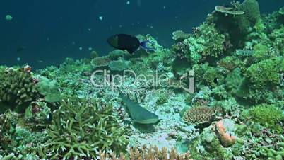 Whitetip reef shark on a coral reef