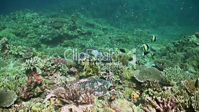 Two Hawksbill turtles on a colorful Coral reef