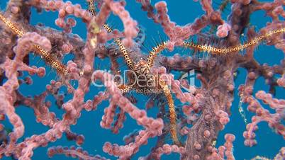 Brittle Star on a gorgonian coral