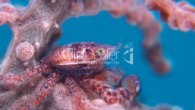 Porcelain crab in a gorgonian coral
