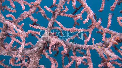 Porcelain crabs in a gorgonian coral