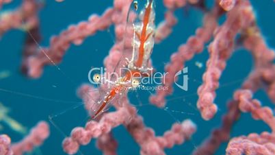 Transluent Gorgonian Shrimps