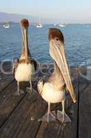 California Pelicans